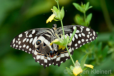 109 Afrikanischer Schwalbenschwanz - Papilio demedocus